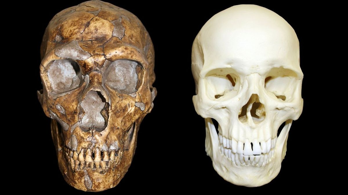 Jediný zub přepisuje lidskou historii. Člověk do Evropy přišel mnohem dřív
